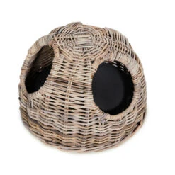 51 Degrees North Babar Katzenkorb