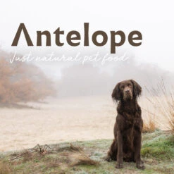 Antelope Fresh Adult Hundefutter -Heimtierbedarf Geschäft antelope fresh adult hondenvoer 217764 0500 none