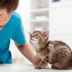 Beaphar Fiprotec Spray -Heimtierbedarf Geschäft beaphar fiprotec spray 213596 0500 none