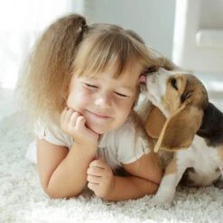 Beaphar Fiprotec Spray -Heimtierbedarf Geschäft beaphar fiprotec spray 213632 0500 none