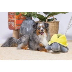 Beeztees Hide And Seek Schildo -Heimtierbedarf Geschäft beeztees hide and seek schildo 221787 0500 none