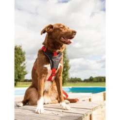 Beeztees Parinca Premium Y-Geschirr -Heimtierbedarf Geschäft beeztees parinca premium y tuig 199580 0500 none