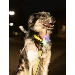 Beeztees Safety Gear Parinca Premium Halsband 15 Beeztees Safety Gear Parinca Premium Halsband -Heimtierbedarf Geschäft beeztees safety gear parinca premium halsband 215003 0500 none