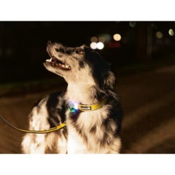 Beeztees Safety Gear Parinca Premium Hundeleine -Heimtierbedarf Geschäft beeztees safety gear parinca premium hondenriem 215048 0500 none