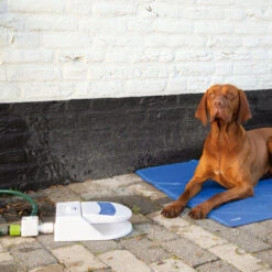 Beeztees Splashy Water Fountain -Heimtierbedarf Geschäft beeztees splashy waterfontein 163285 0500 none