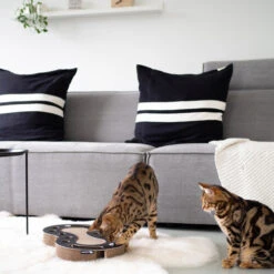 District 70 Snake 11 District 70 Snake -Heimtierbedarf Geschäft district 70 snake kattenspeelgoed 190415 0500 none