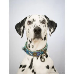 DWAM Halsband Boho Juan -Heimtierbedarf Geschäft dwam halsband boho juan 132080 0500 none