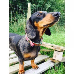 DWAM Halsband Boho Rosa -Heimtierbedarf Geschäft dwam halsband boho rosa 132071 0500 none