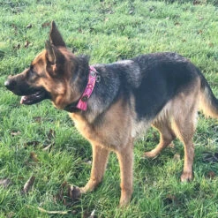 DWAM Halsband Boho Rosa -Heimtierbedarf Geschäft dwam halsband boho rosa 133652 0500 none