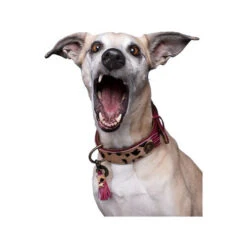 DWAM Halsband Lou Lou -Heimtierbedarf Geschäft dwam halsband lou lou 182182 0500 none