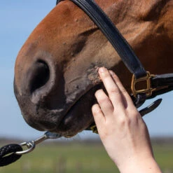 Equi Protecta Pferdesalbe -Heimtierbedarf Geschäft equi protecta paardenzalf 161324 0500 none