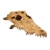 Exo Terra Krokodilschädel -Heimtierbedarf Geschäft exo terra krokodillenschedel 111391 0500 none