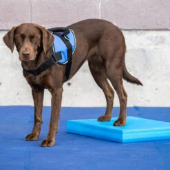 FitPAWS Balance Pad 8 FitPAWS Balance Pad -Heimtierbedarf Geschäft fitpaws balance pad 176128 0500 none