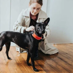 Hunter Halsband Divo -Heimtierbedarf Geschäft hunter halsband divo 208013 0500 none