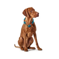 Hunter Halsband Oss 14 Hunter Halsband Oss -Heimtierbedarf Geschäft hunter halsband oss 116343 0500 none