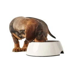 Hunter Melamin Napf - Weiß 10 Hunter Melamin Napf - Weiß -Heimtierbedarf Geschäft hunter melamine voer en drinkbak wit 169567 0500 none