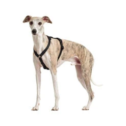 Hunter Vario Rapid Sicherheitsgeschirr - Schwarz -Heimtierbedarf Geschäft hunter vario rapid veiligheidsharnas zwart 169507 0500 none