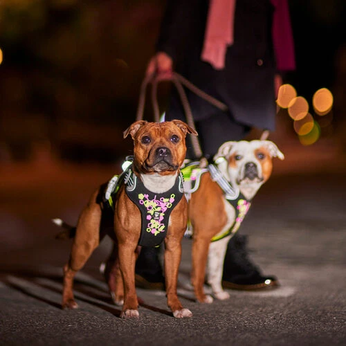 Hurtta - Geschirr Weekend Warrior - Neon Licorice – Bild 7