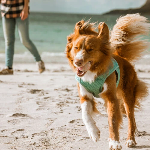 Hurtta Cooling Wrap - Hellblau 7 Hurtta Cooling Wrap - Hellblau – Bild 5