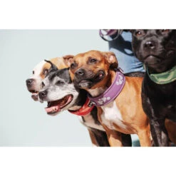 Hurtta Weekend Warrior Halsband -Heimtierbedarf Geschäft hurtta weekend warrior collar 189084 0500 none