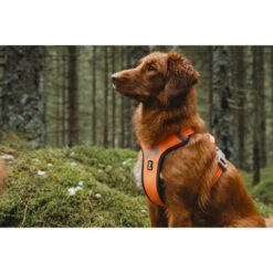 Hurtta Weekend Warrior Geschirr -Heimtierbedarf Geschäft hurtta weekend warrior harness 189108 0500 none