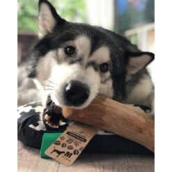 I&I Pet Supplies Kaffeebaum Kauwurzel -Heimtierbedarf Geschäft ii pet supplies koffieboom kauw wortel 129623 0500 none