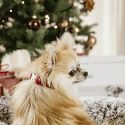 Kentucky Dogwear Corduroy Hundehalsband -Heimtierbedarf Geschäft kentucky dogwear corduroy hondenhalsband 219200 0500 none