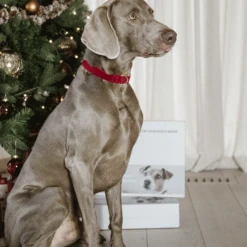 Kentucky Dogwear Corduroy Hundehalsband -Heimtierbedarf Geschäft kentucky dogwear corduroy hondenhalsband 219201 0500 none