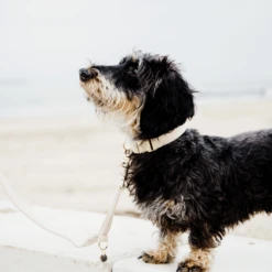 Kentucky Dogwear Hundehalsband Wool 27 Kentucky Dogwear Hundehalsband Wool -Heimtierbedarf Geschäft kentucky dogwear hondenhalsband wool 219704 0500 none