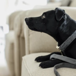 Heimtierbedarf Geschäft -Heimtierbedarf Geschäft kentucky dogwear hondenhalsband wool 219712 0500 none