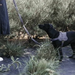 Kentucky Dogwear Hundegeschirr Body Safe Wool -Heimtierbedarf Geschäft kentucky dogwear hondenharnas body safe wool 219214 0500 none