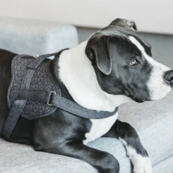 Kentucky Dogwear Hundegeschirr Body Safe Wool -Heimtierbedarf Geschäft kentucky dogwear hondenharnas body safe wool 219215 0500 none
