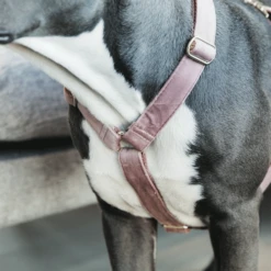Kentucky Dogwear Hundegeschirr Velvet Loop 16 Kentucky Dogwear Hundegeschirr Velvet Loop -Heimtierbedarf Geschäft kentucky dogwear hondenharnas velvet loop 219284 0500 none