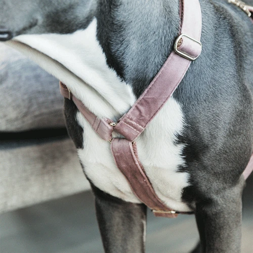 Kentucky Dogwear Hundegeschirr Velvet Loop 7 Kentucky Dogwear Hundegeschirr Velvet Loop – Bild 5