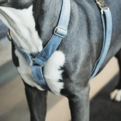 Kentucky Dogwear Hundegeschirr Velvet Loop 20 Kentucky Dogwear Hundegeschirr Velvet Loop -Heimtierbedarf Geschäft kentucky dogwear hondenharnas velvet loop 219285 0500 none