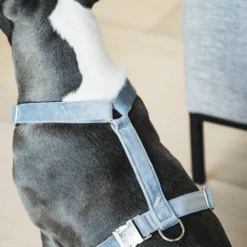 Kentucky Dogwear Hundegeschirr Velvet Loop 14 Kentucky Dogwear Hundegeschirr Velvet Loop -Heimtierbedarf Geschäft kentucky dogwear hondenharnas velvet loop 219286 0500 none