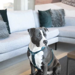 Kentucky Dogwear Hundegeschirr Velvet Loop 15 Kentucky Dogwear Hundegeschirr Velvet Loop -Heimtierbedarf Geschäft kentucky dogwear hondenharnas velvet loop 219293 0500 none