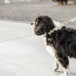 Kentucky Dogwear Hundeleine Wool 25 Kentucky Dogwear Hundeleine Wool -Heimtierbedarf Geschäft kentucky dogwear hondenlijn wool 219683 0500 none