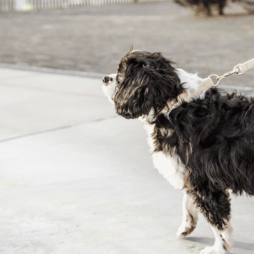 Kentucky Dogwear Hundeleine Wool 12 Kentucky Dogwear Hundeleine Wool – Bild 10