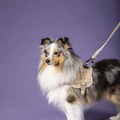 Kentucky Dogwear Hundeleine Wool 18 Kentucky Dogwear Hundeleine Wool -Heimtierbedarf Geschäft kentucky dogwear hondenlijn wool 219684 0500 none