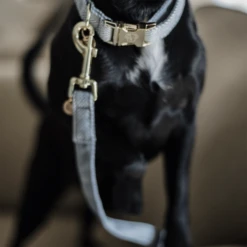 Kentucky Dogwear Hundeleine Wool 21 Kentucky Dogwear Hundeleine Wool -Heimtierbedarf Geschäft kentucky dogwear hondenlijn wool 219689 0500 none