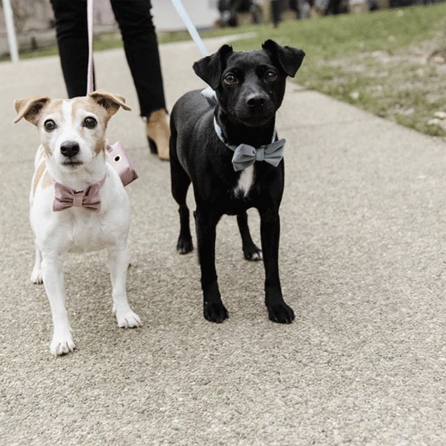 Kentucky Dogwear Fliege Samt 5 Kentucky Dogwear Fliege Samt – Bild 3