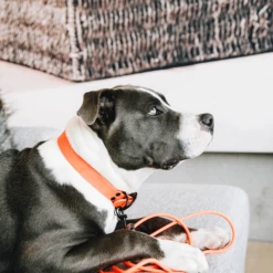 Kentucky Dogwear Schleppleine Soft Rubber -Heimtierbedarf Geschäft kentucky dogwear sleeplijn soft rubber 219205 0500 none