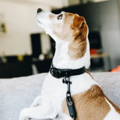 Kentucky Dogwear Soft Rubber Hundehalsband -Heimtierbedarf Geschäft kentucky dogwear soft rubber hondenhalsband 219264 0500 none