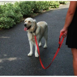 KONG Adjustable Leash 9 KONG Adjustable Leash -Heimtierbedarf Geschäft kong adjustable leash zwart 176938 0500 none