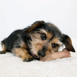 KONG ChewStix Ultra Stick -Heimtierbedarf Geschäft kong chewstix ultra stick 180856 0500 none