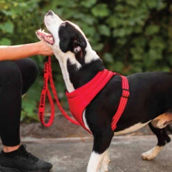 KONG Comfort Harness -Heimtierbedarf Geschäft kong comfort harness zwart 178771 0500 none