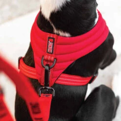 KONG Comfort Harness -Heimtierbedarf Geschäft kong comfort harness zwart 178774 0500 none