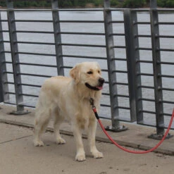 KONG Rope Leash - Schwarz -Heimtierbedarf Geschäft kong rope leash 194549 0500 none