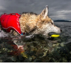 Kurgo Skipping Stones 13 Kurgo Skipping Stones -Heimtierbedarf Geschäft kurgo skipping stones 99608 0500 none